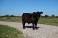 Highland Cattle